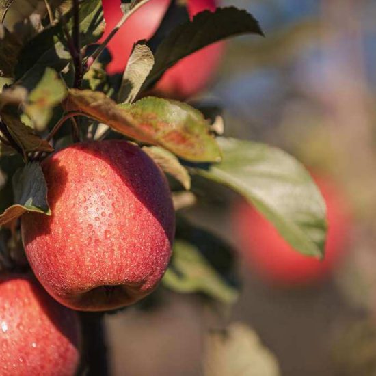 Natururlaub mit natürlicher Ernährung